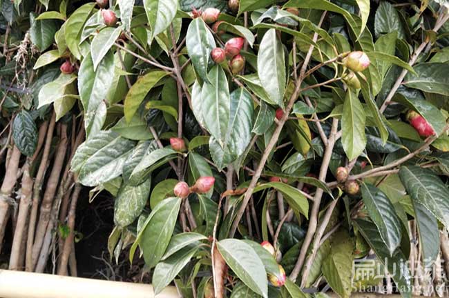 鄭屯大果油茶苗