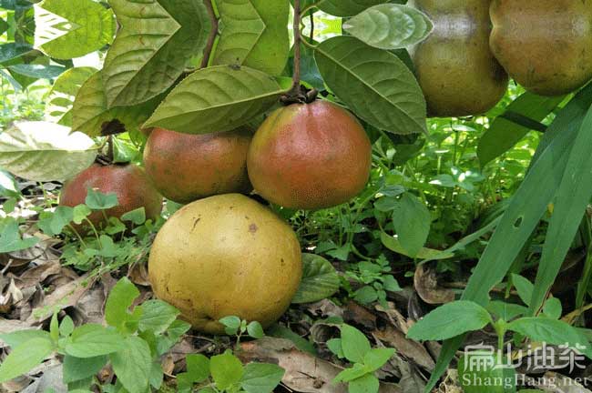 福建大果紅花油茶種植