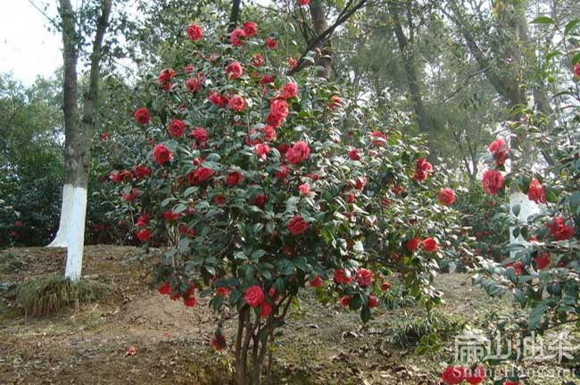 云浮紅梅花油茶基地