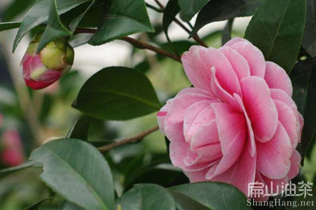 銅仁紅花油茶基地