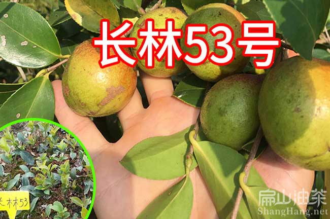 陽(yáng)江長(zhǎng)林53號(hào)油茶苗