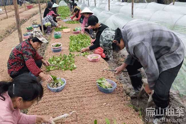 興安嫁接油茶苗