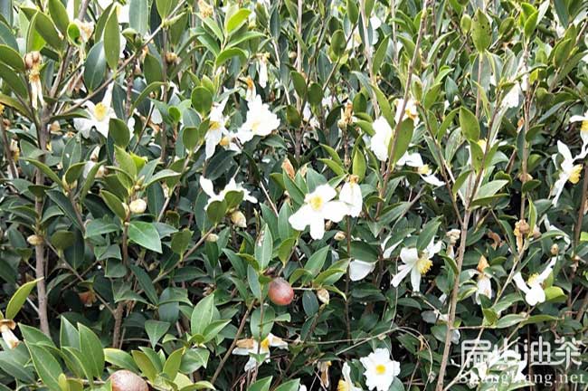 仙塘鎮(zhèn)油茶種植