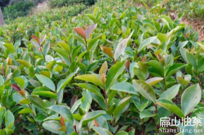 東莞紅花大果油茶苗