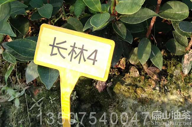 湖南長林4號油茶苗