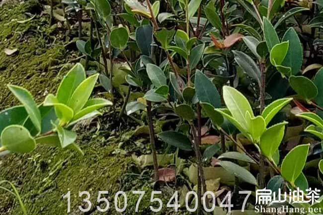 梧州油茶苗培育