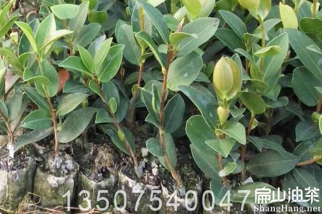 玉林油茶苗