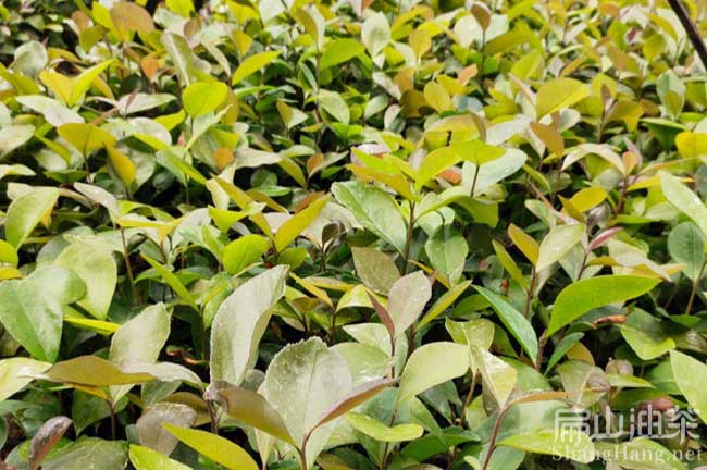 金平大果油茶苗批發(fā)