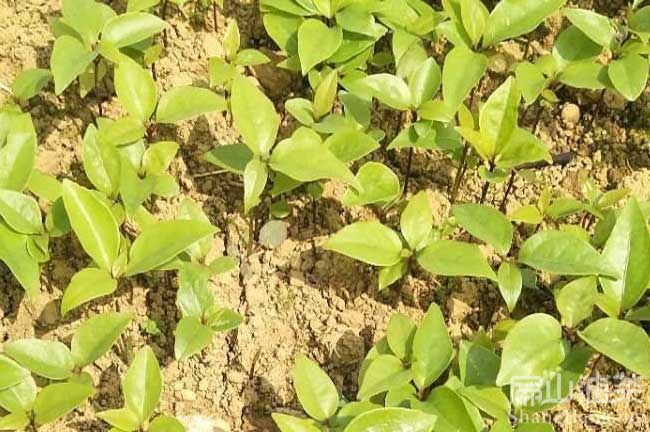 珠海油茶種植基地