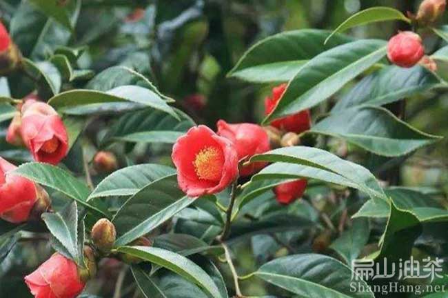 賀州大果紅花油茶苗