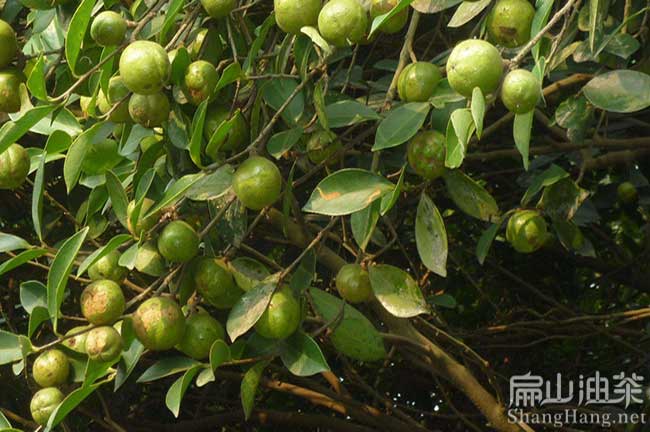 后宅鎮(zhèn)油茶種植