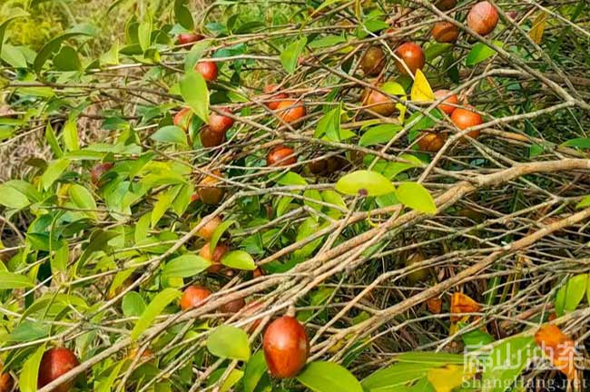 中山紅色油茶樹批發(fā)