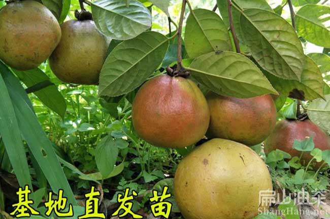 城關(guān)大果油茶苗批發(fā)