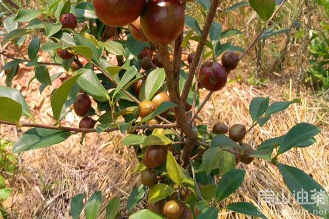 湖南岳陽(yáng)油茶基地 Yy岳陽(yáng)油茶基地批發(fā)大果紅花袋裝杯苗-扁山油茶