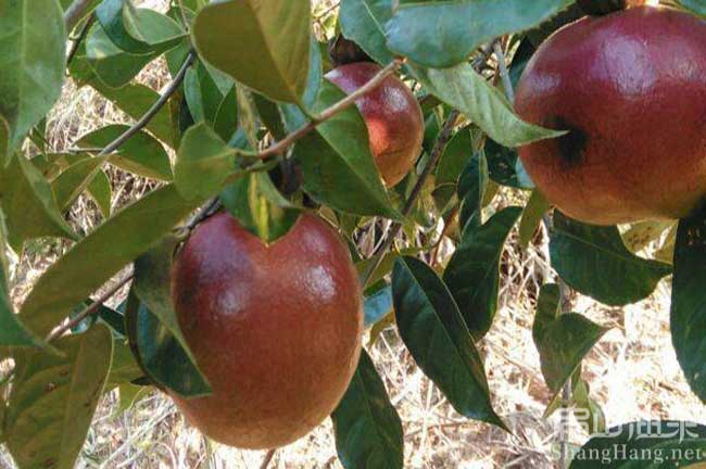 畢節(jié)大果油茶種植