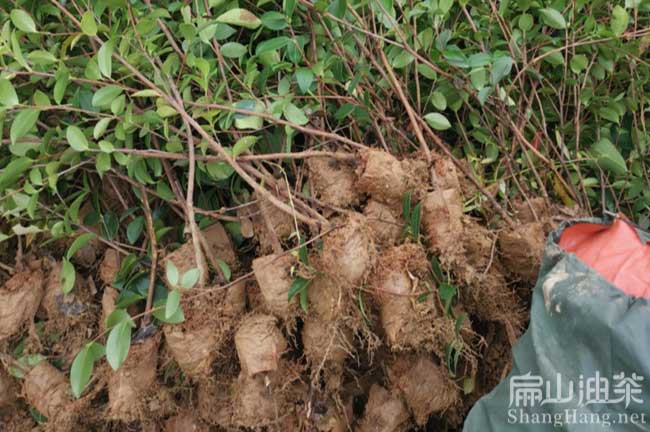 益陽(yáng)大果油茶杯苗