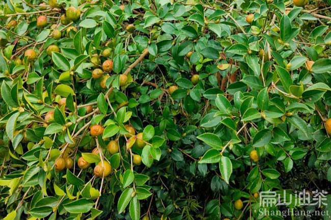 江口油茶種植基地