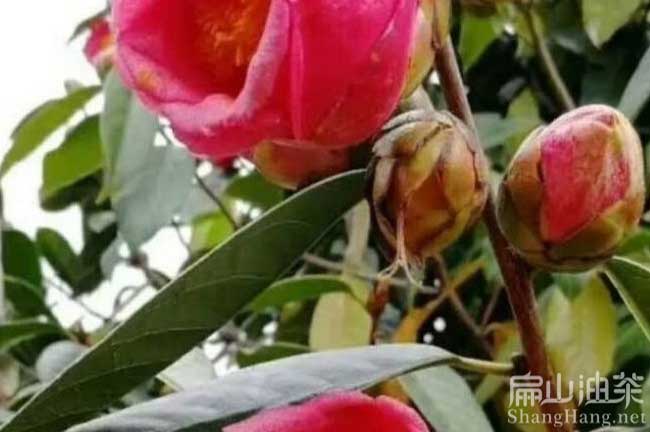 岑溪大紅花油茶樹(shù)