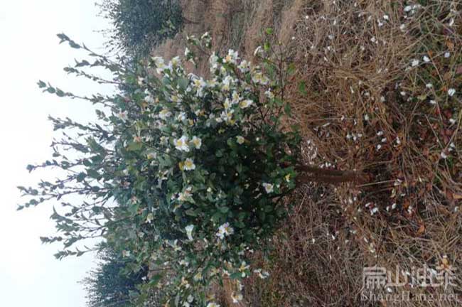 湖南白花茶樹種植