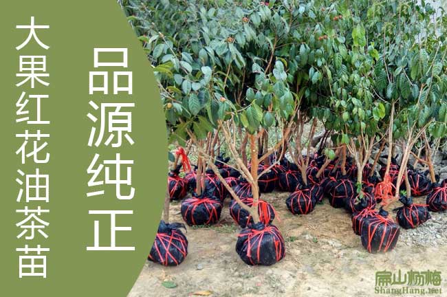 大果油茶種植技術(shù)