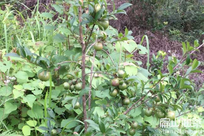 湘林27號油茶苗