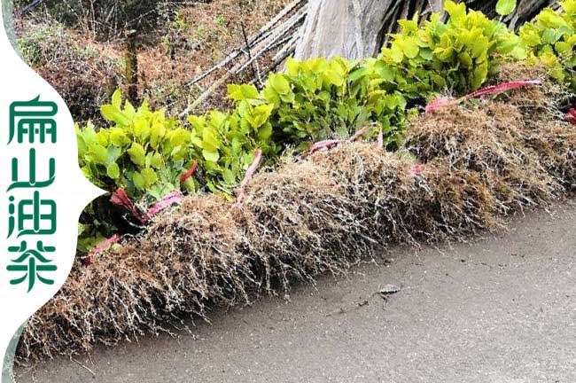 蚌埠改良油茶苗