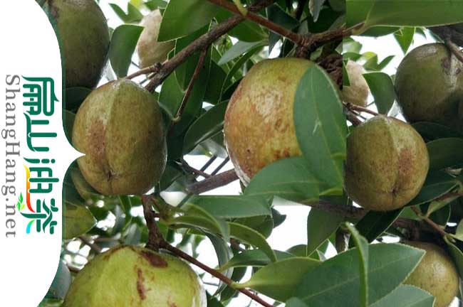 橫州油茶種植