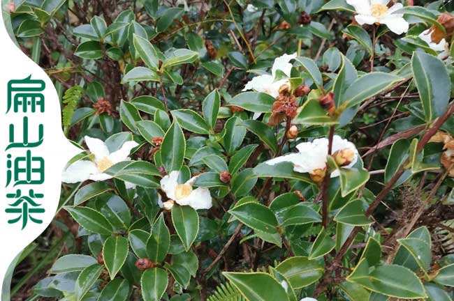 馬山白花油茶苗