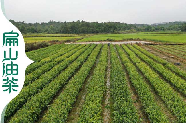 城廂鎮(zhèn)油茶種植基地