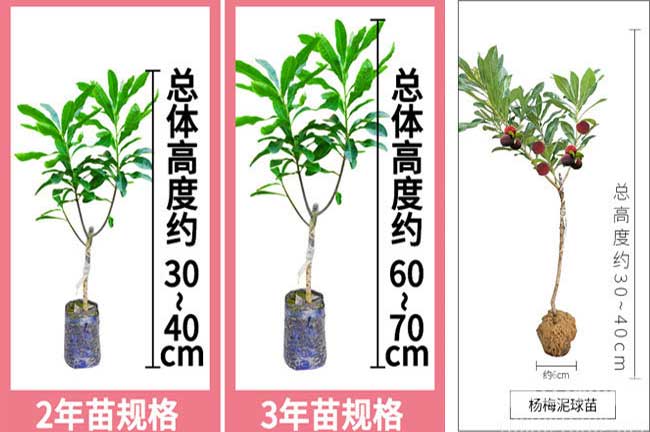 坪壩東魁楊梅苗