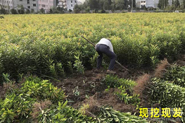 藤縣東魁楊梅苗