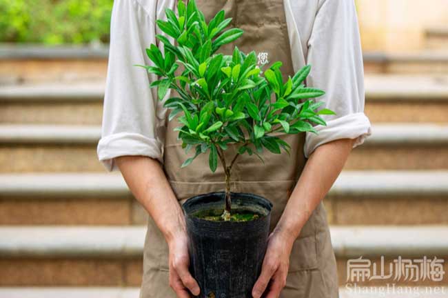 莆田油茶楊梅苗