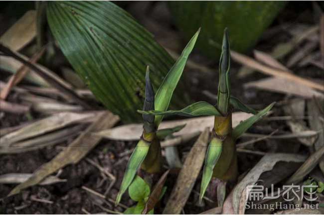 福建竹筍批發(fā)