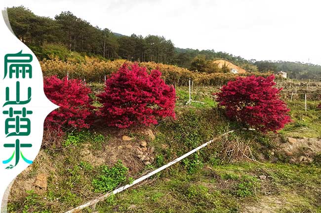 廈門漳州大紅花繼木樹苗培育福州寧德庭院綠化工程-扁山苗木