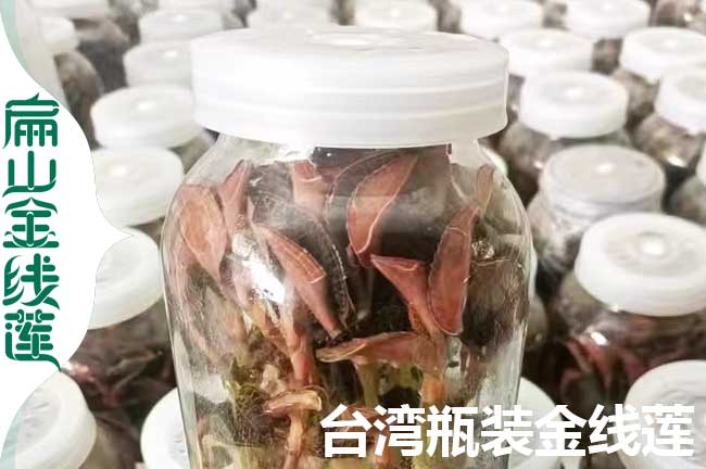 沛縣瓶裝金線蓮苗