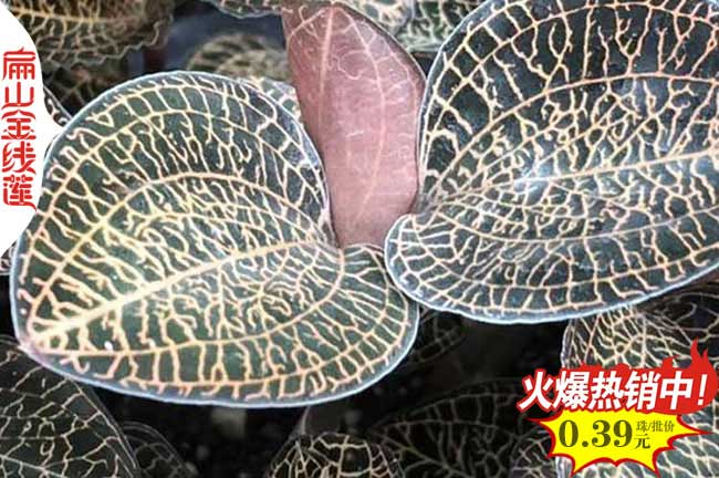 仿野生 陜西銅川金線蓮種苗批發(fā) 銅川的金線蓮種植基地0.6元