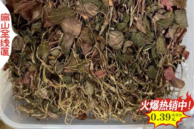 3號金線蓮種苗自貢批發(fā)基地 四川自貢金線蓮種植 高15公分