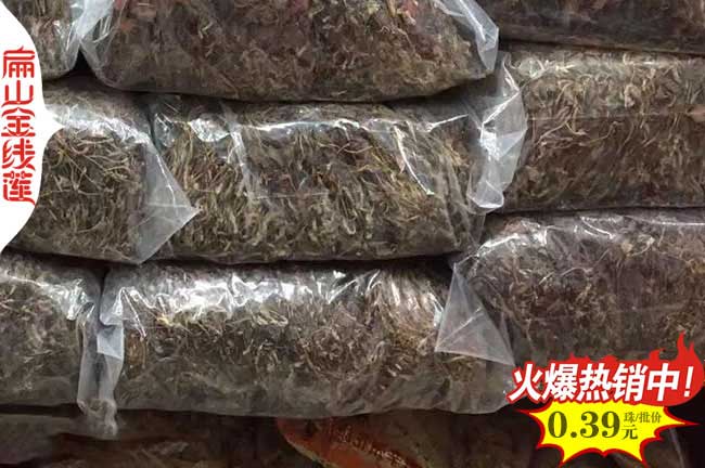 福建金線蓮種苗批發(fā)