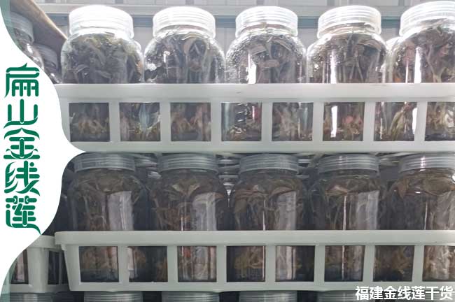 扁山寶雞的金線蓮種苗批發(fā)價格 寶雞金線蓮種植基地0.88元/珠