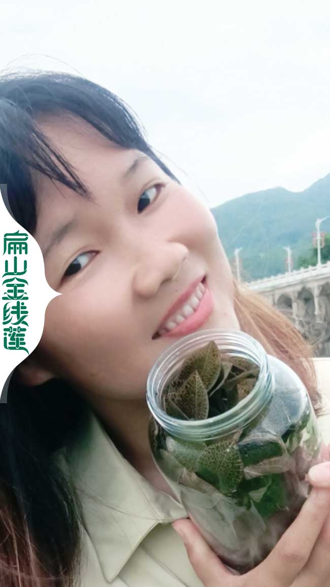 棗莊規(guī)模種植金線蓮