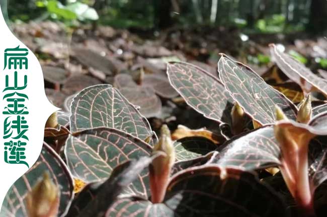 扁山攀枝花的金線蓮種植基地 林下仿野生馴化組培苗批發(fā)0.6元