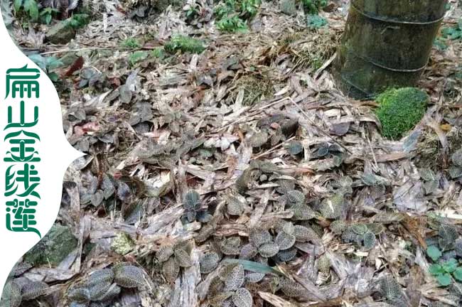 青海竹林下仿野生金線蓮