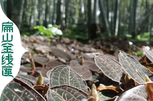 濮陽金線蓮林下種植