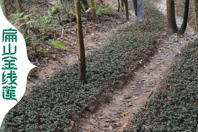 福建金線蓮種植基地