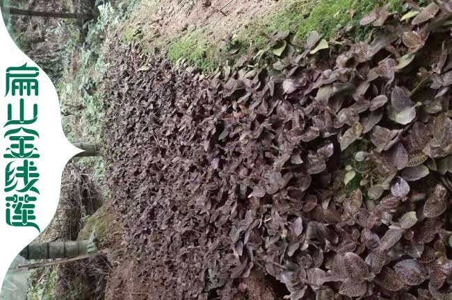 扁山洛陽(yáng)焦作的金線蓮種苗 林下仿野生金線蓮種植基地0.63元