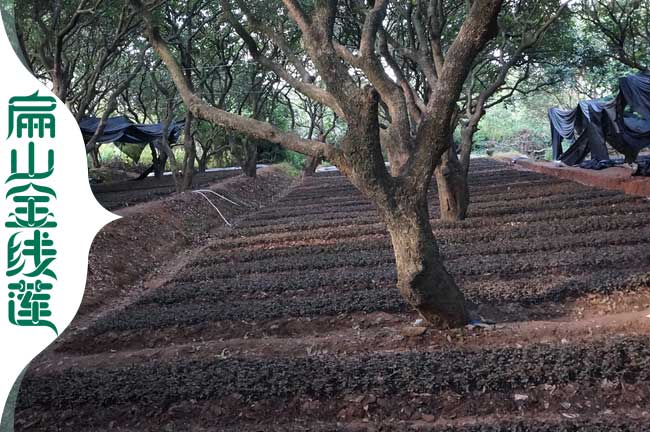 銷(xiāo)貨 渭南的金線(xiàn)蓮種植基地渭南福建紅霞種苗批發(fā)價(jià)0.5元/珠