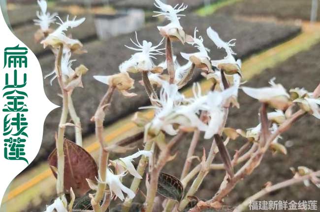 武夷山金線蓮花