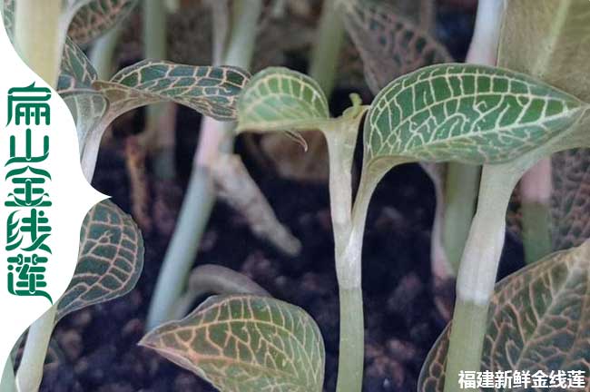 林下 三明組培金線蓮仿野生種植基地 GH干貨種苗培育0.55元