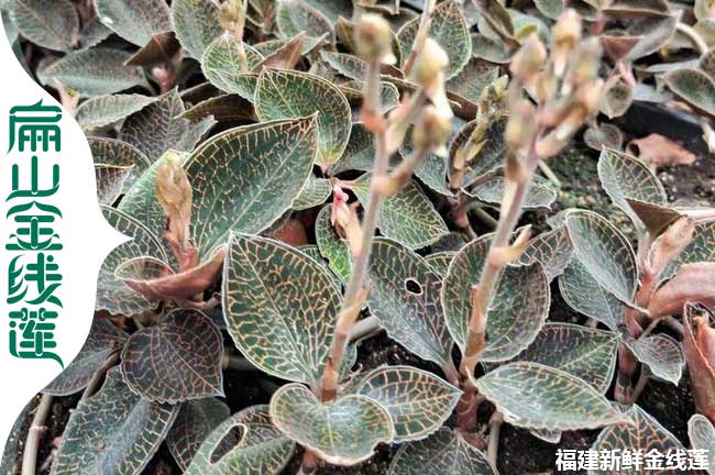 大保定金線蓮種苗批發(fā) HI承德紅霞金線蓮種植基地 0.6元/珠