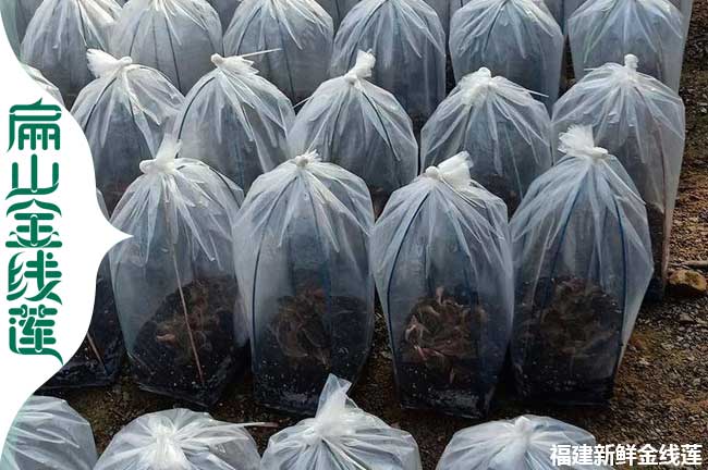 大規(guī)模 寶雞的金線蓮種苗種植干貨批發(fā)寶雞林下基地480元/斤